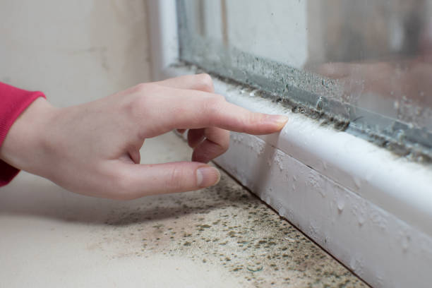 Best Real Estate Mold Inspection  in Conway, FL