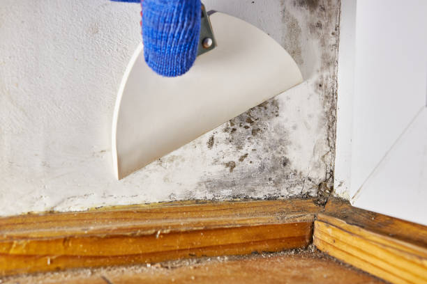 Best Biohazard Mold Removal  in Conway, FL