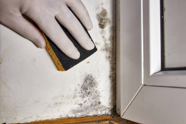 Best Mold Documentation for Insurance Claims  in Conway, FL